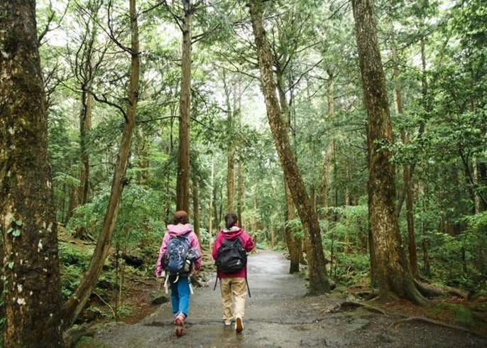 “Cánh rừng tự sát” nổi danh của Nhật Bản hiện ra sao sau nhiều năm mang đầy truyền thuyết ám ảnh? - Ảnh 7.