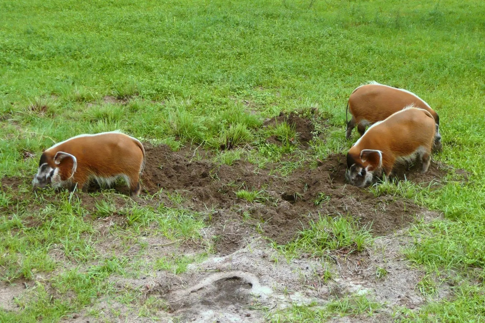 Red river hog: Loài lợn bảnh bao nhất thiên nhiên