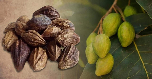 Ngâm loại quả này với mật ong trị ho rất tốt, có thể tăng cường miễn dịch và phòng bệnh nhiễm trùng