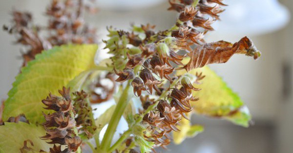 Tác dụng tuyệt vời của hạt tía tô đối với sức khỏe mà không phải ai cũng biết