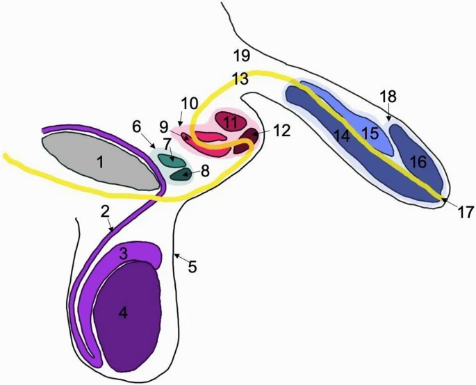 Người đàn ông sống đến 78 tuổi mà không biết mình có 3 dương vật- Ảnh 3.