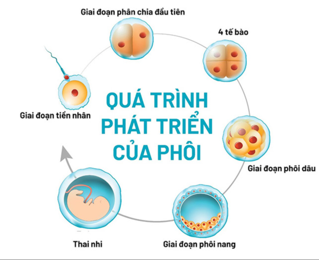 Đột phá: Tìm thấy cơ chế giúp phụ nữ có thai, nhưng có thể hoãn lại, chưa mang bầu vội- Ảnh 6.