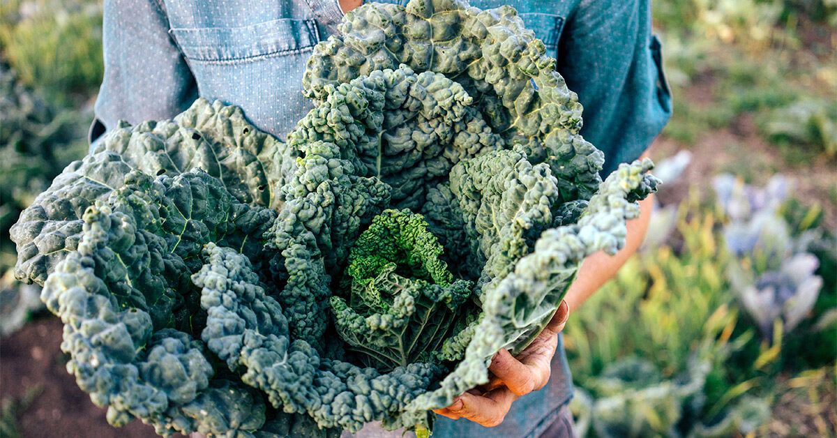 4 loại rau được ví như "nhà vô địch dinh dưỡng", mùa lạnh ăn càng nhiều càng tốt - Ảnh 3.