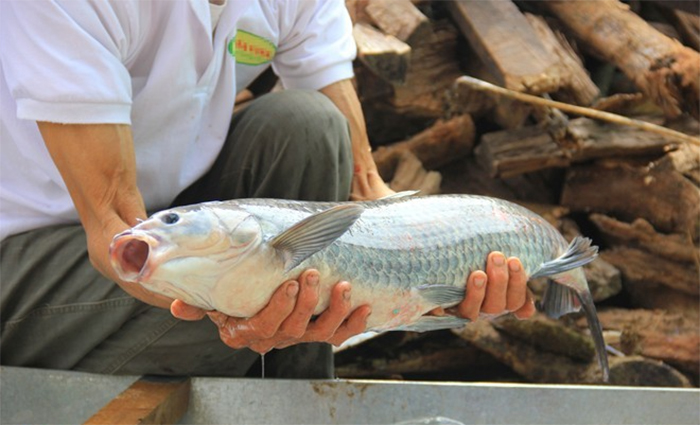 Làng Vũ Đại nghi ngút kho cá dịp cuối năm- Ảnh 3.