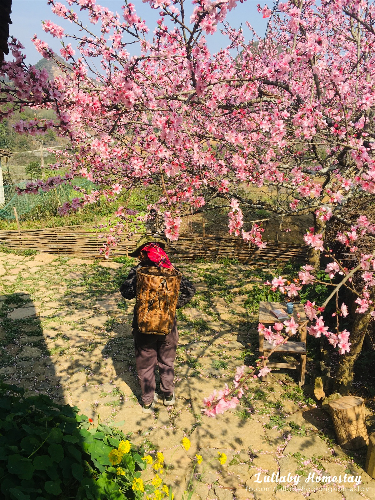 Gadis Hanoi berhenti dari pekerjaannya yang bernilai 350 juta VND/tahun untuk pergi ke Ha Giang dan tinggal di rumah keluarga angkat - Foto 2. Cô gái Hà Nội bỏ việc 350 triệu đồng/năm lên Hà Giang làm homestay- Ảnh 2.