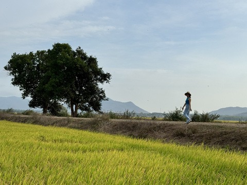 Ngủ một đêm với cánh đồng- Ảnh 1.