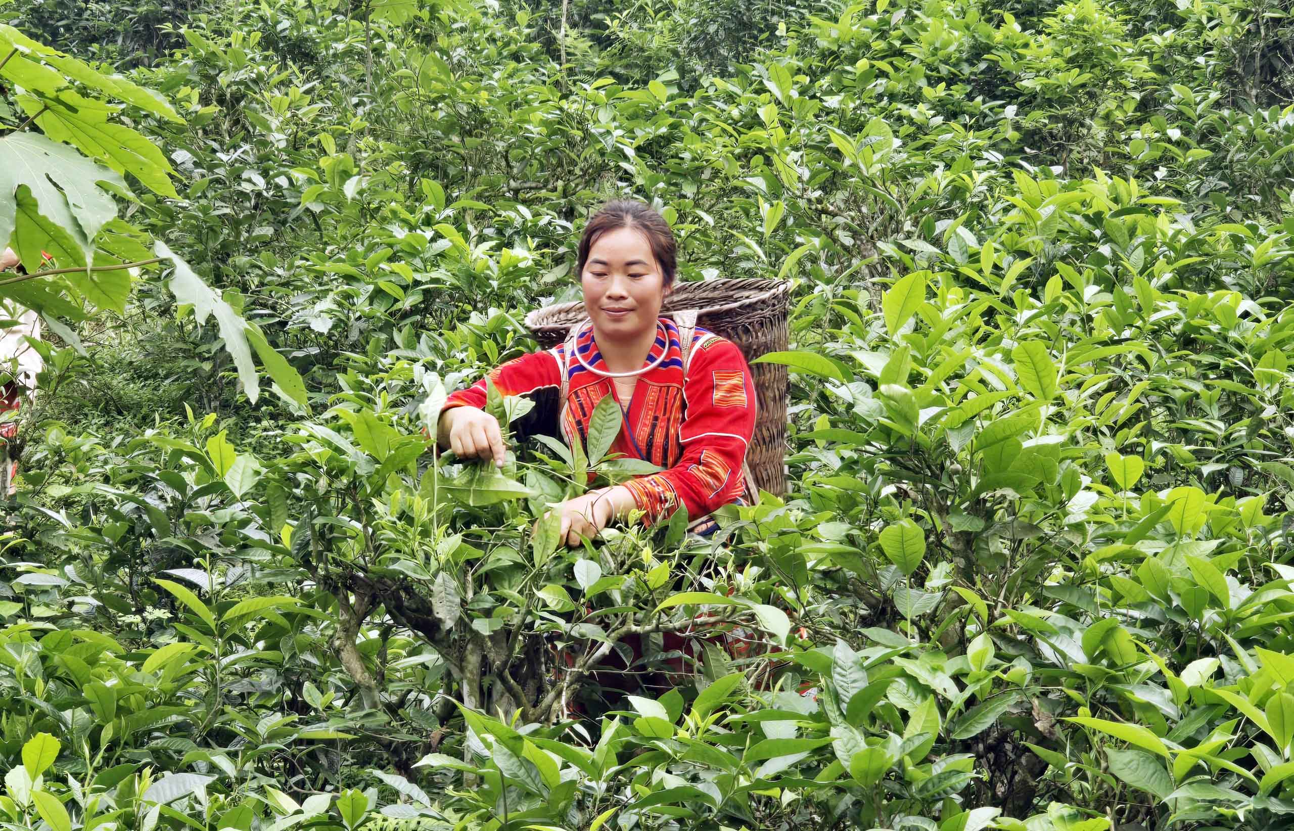 Tạo động lực cho phụ nữ dân tộc Pà Thẻn vươn lên phát triển kinh tế