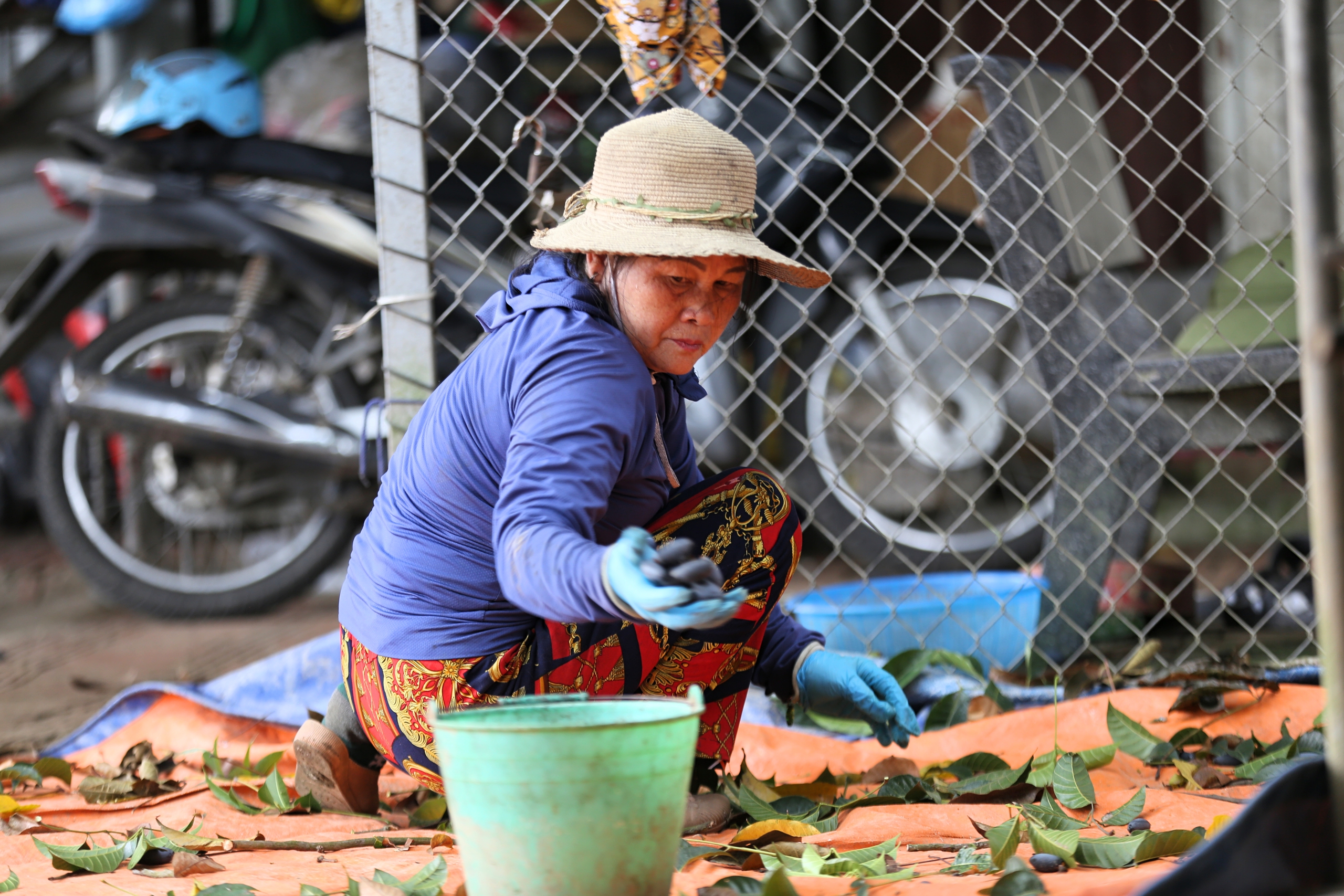 Người dân Bắc Giang tất bật thu hoạch loại quả ví như 