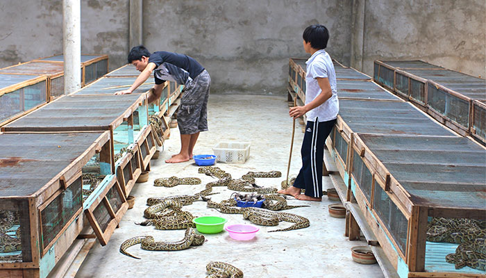 Người Việt đang ăn một loại thịt mà các nhà khoa học nghĩ cả thế giới nên học hỏi- Ảnh 6.