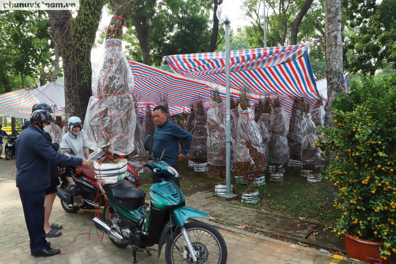 TPHCM: Hoa Tết đã về nhiều, đang đợi khách mua- Ảnh 3.