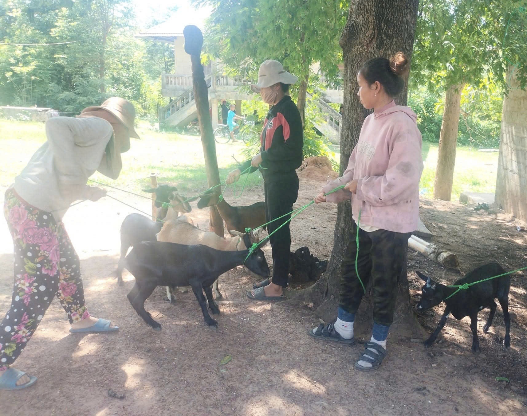 Phụ nữ Lìa tiên phong trên hành trình giảm nghèo nơi biên cương- Ảnh 3. Phụ nữ Lìa tiên phong trên hành trình giảm nghèo nơi biên cương- Ảnh 3.