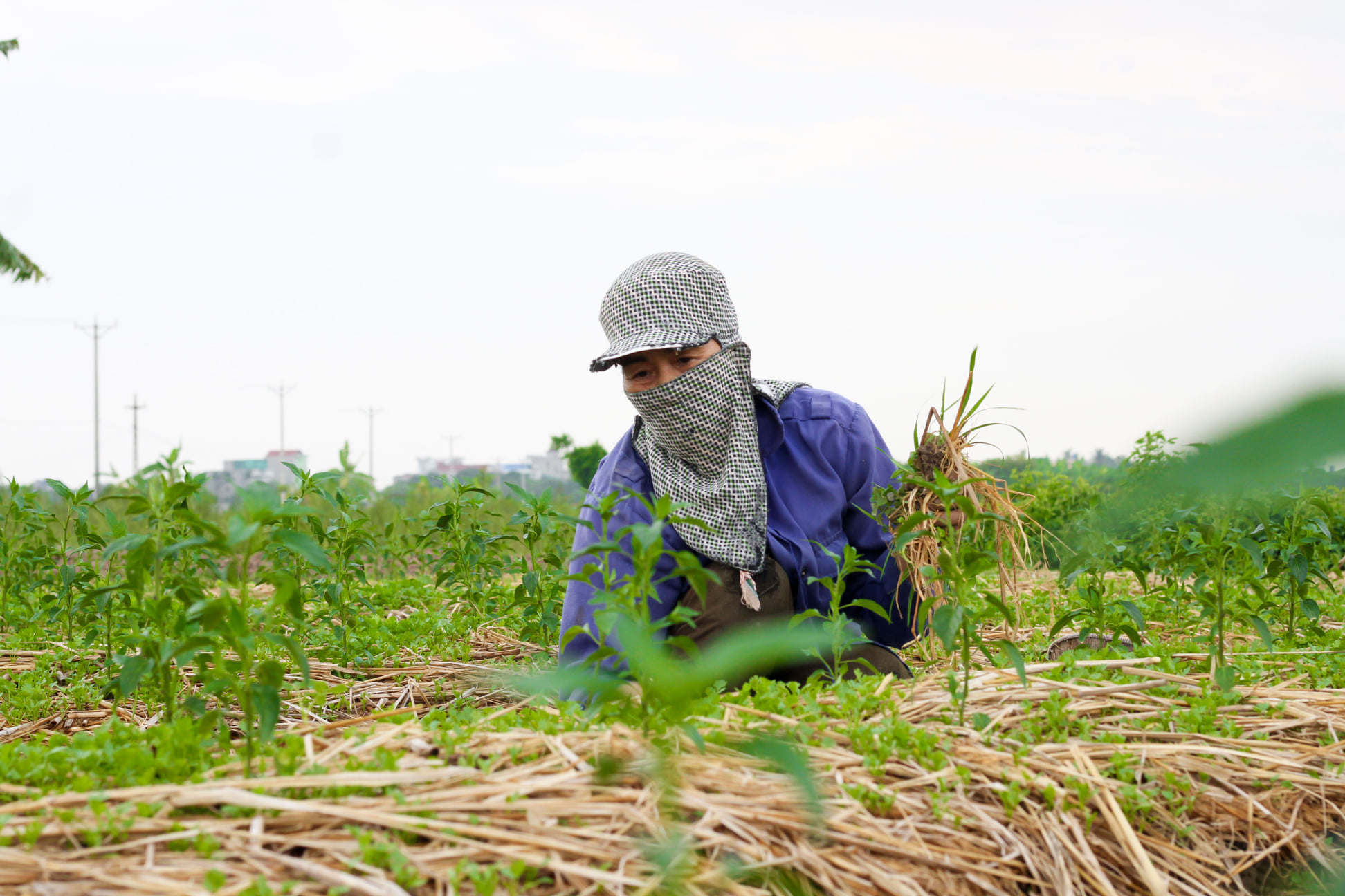 An sinh xã hội cho lao động phi chính thức Bài cuối: Đưa lao động phi chính thức đến gần “lưới an sinh xã hội”- Ảnh 4. An sinh xã hội cho lao động phi chính thức Bài cuối: Đưa lao động phi chính thức đến gần “lưới an sinh xã hội”- Ảnh 4.