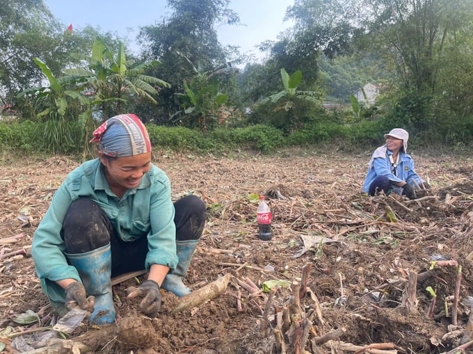 Cây dong riềng - sinh kế bền vững cho đồng bào dân tộc thiểu số - Ảnh 3. Cây dong riềng - sinh kế bền vững cho đồng bào dân tộc thiểu số - Ảnh 3.
