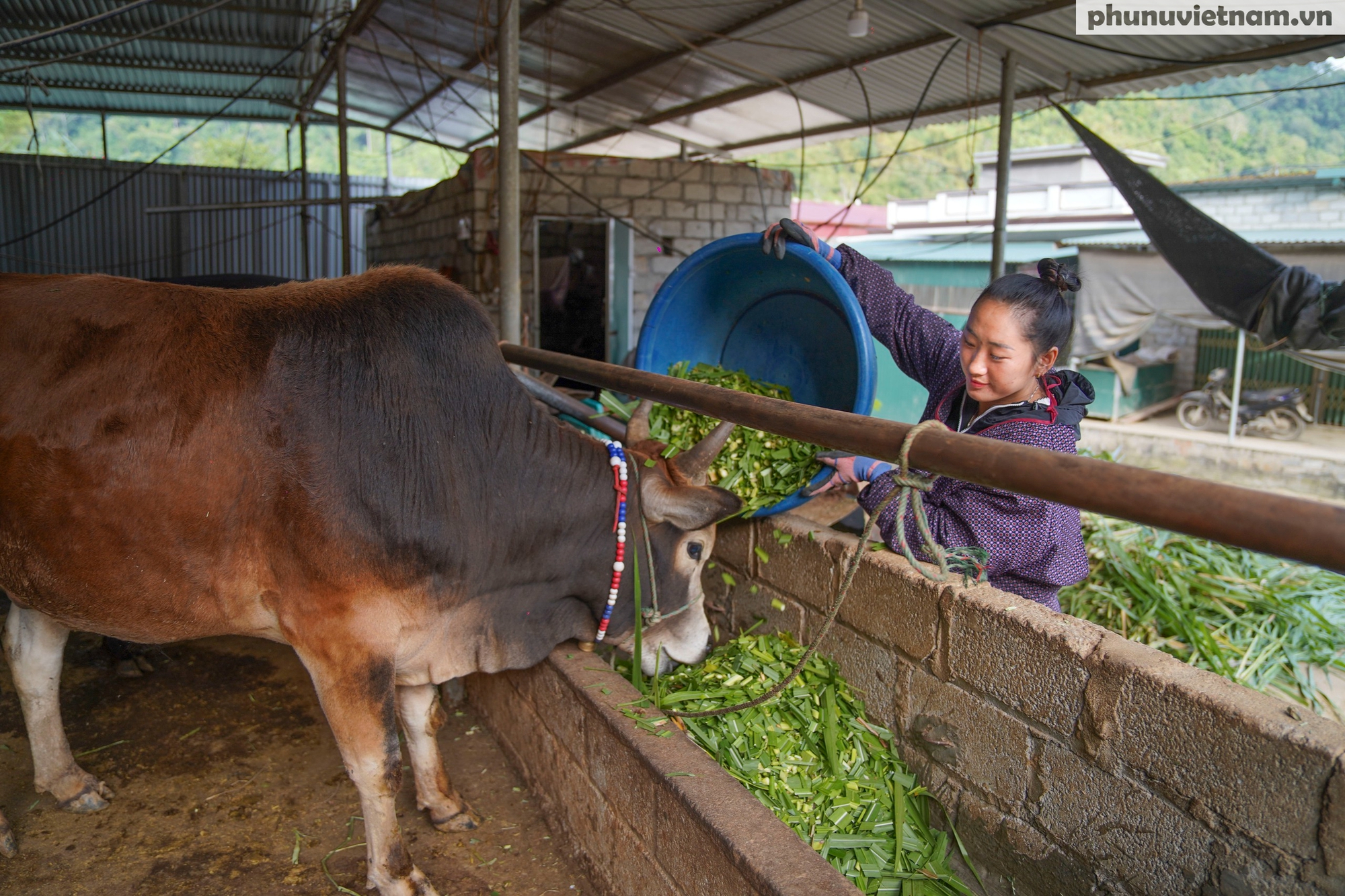 "Nhà nghỉ trâu bò" giữa đại ngàn và gánh mưu sinh của phụ nữ dân tộc- Ảnh 7.