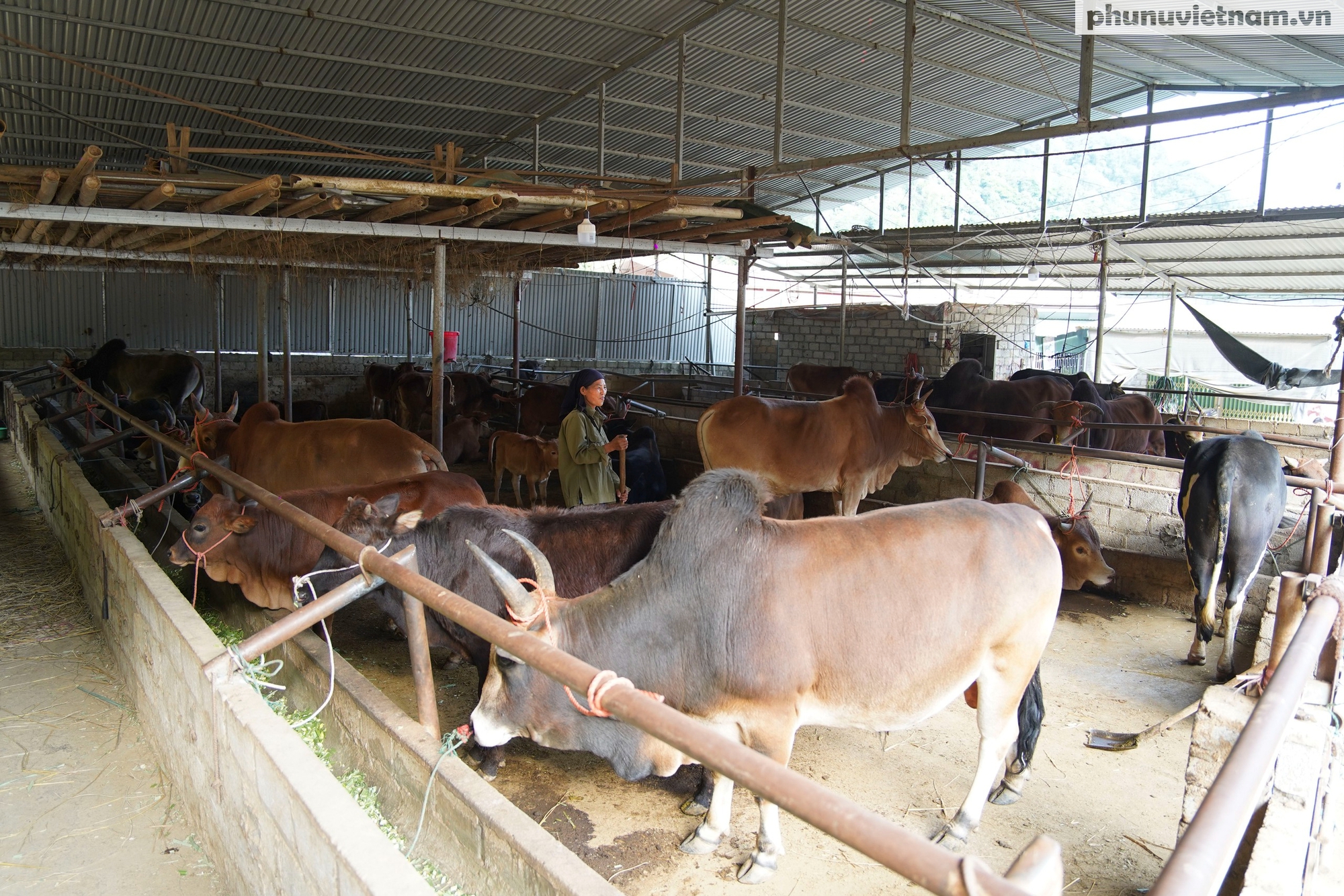 "Nhà nghỉ trâu bò" giữa đại ngàn và gánh mưu sinh của phụ nữ dân tộc- Ảnh 9.