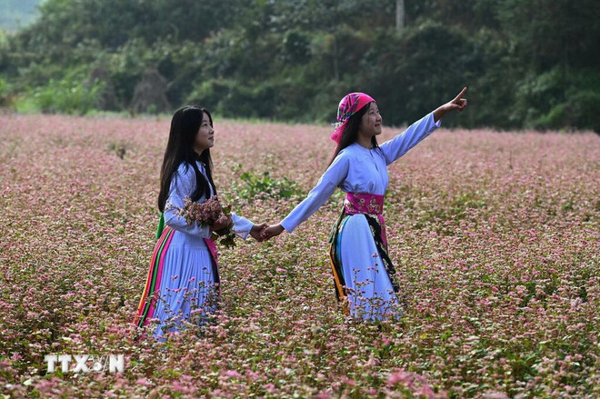 Mùa hoa đánh thức bước chân về miền cực Bắc Tổ quốc- Ảnh 1.