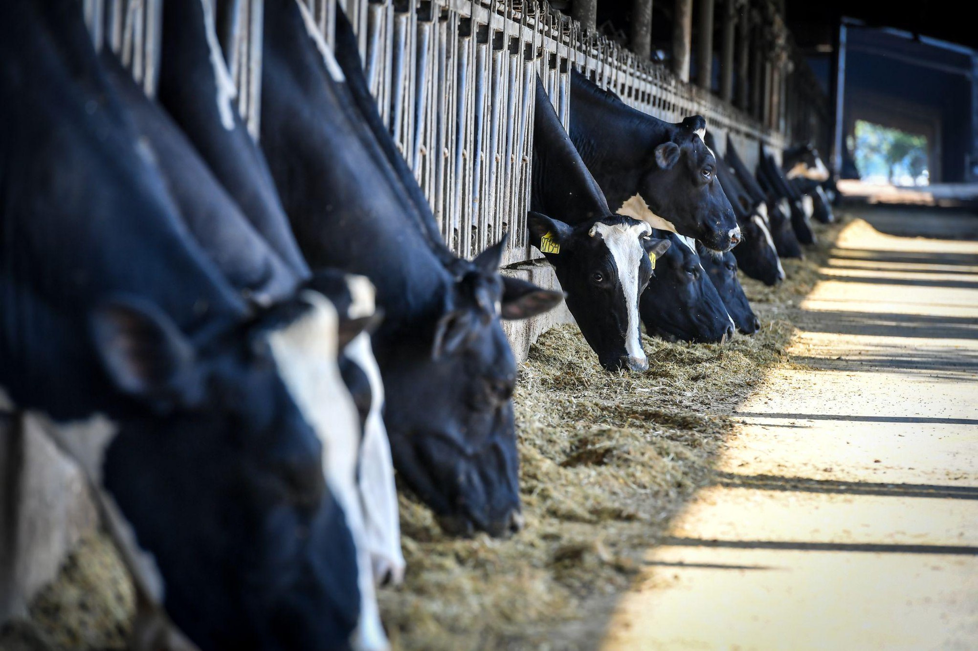 Tập đoàn TH: Dẫn dắt nông nghiệp công nghệ cao, lan tỏa đổi mới sáng tạo vì phát triển bền vững- Ảnh 3. Tập đoàn TH: Dẫn dắt nông nghiệp công nghệ cao, lan tỏa đổi mới sáng tạo vì phát triển bền vững- Ảnh 3.