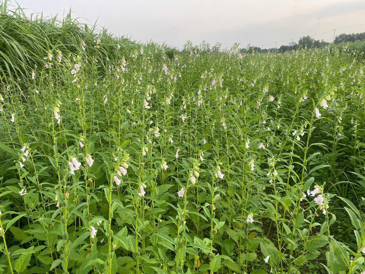 Nhiều cách làm linh hoạt, giảm nghèo thông tin từ cơ sở- Ảnh 2. Nhiều cách làm linh hoạt, giảm nghèo thông tin từ cơ sở- Ảnh 2.