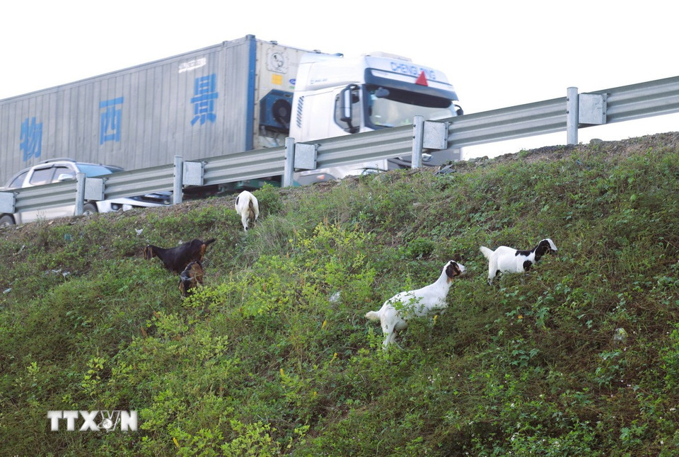 “Nóng” tình trạng phá rào, xâm phạm hành lang cao tốc Diễn Châu-Bãi Vọt- Ảnh 3.