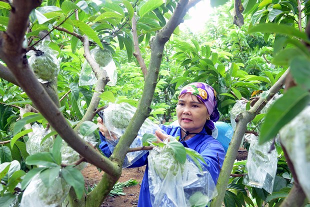 Lồng ghép giới, tạo đột phá trong giảm nghèo ở Sơn La- Ảnh 1.