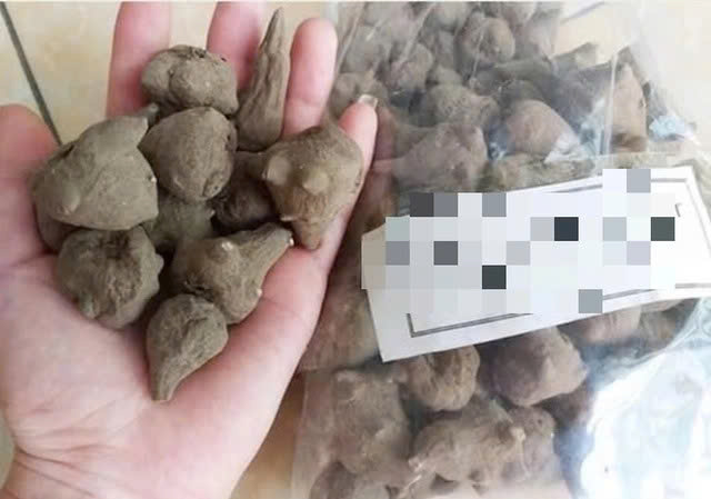 Nhập viện cấp cứu vì ngộ độc củ ấu tàu- Ảnh 1.