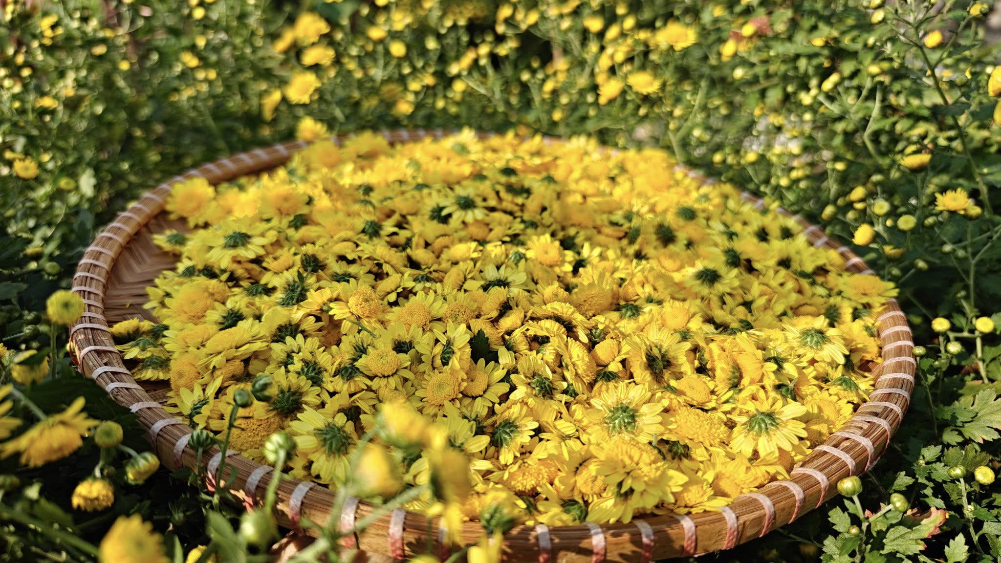 Tự làm trà hoa cúc "biếu cả họ" từ vườn trên sân thượng- Ảnh 7. Tự làm trà hoa cúc "biếu cả họ" từ vườn trên sân thượng- Ảnh 7.