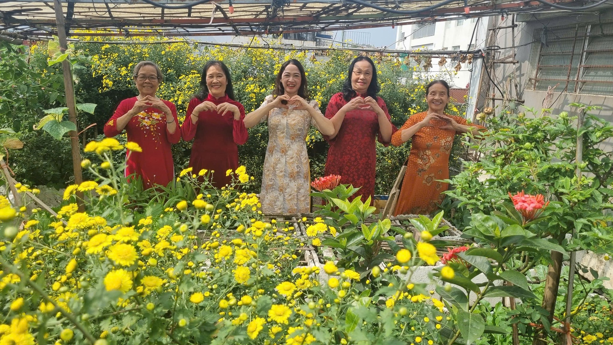 Tự làm trà hoa cúc "biếu cả họ" từ vườn trên sân thượng- Ảnh 4. Tự làm trà hoa cúc "biếu cả họ" từ vườn trên sân thượng- Ảnh 4.