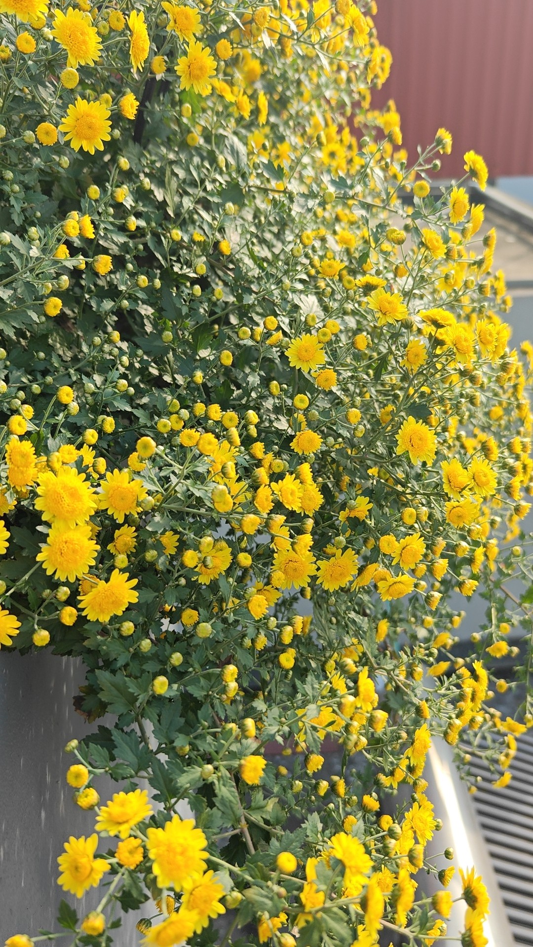 Tự làm trà hoa cúc "biếu cả họ" từ vườn trên sân thượng- Ảnh 3. Tự làm trà hoa cúc "biếu cả họ" từ vườn trên sân thượng- Ảnh 3.