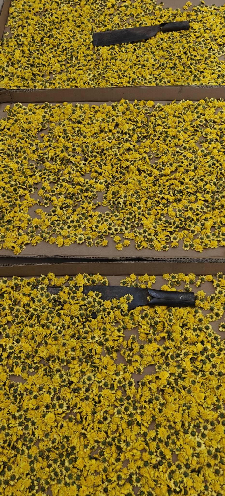 Tự làm trà hoa cúc "biếu cả họ" từ vườn trên sân thượng- Ảnh 9. Tự làm trà hoa cúc "biếu cả họ" từ vườn trên sân thượng- Ảnh 9.