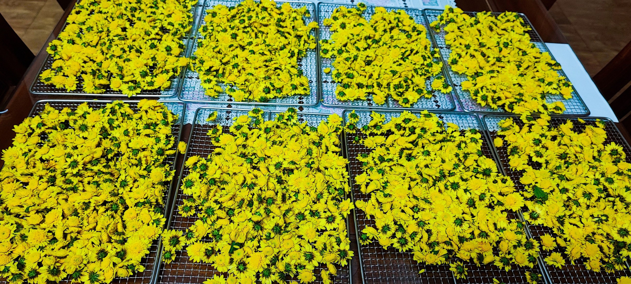 Tự làm trà hoa cúc "biếu cả họ" từ vườn trên sân thượng- Ảnh 8. Tự làm trà hoa cúc "biếu cả họ" từ vườn trên sân thượng- Ảnh 8.