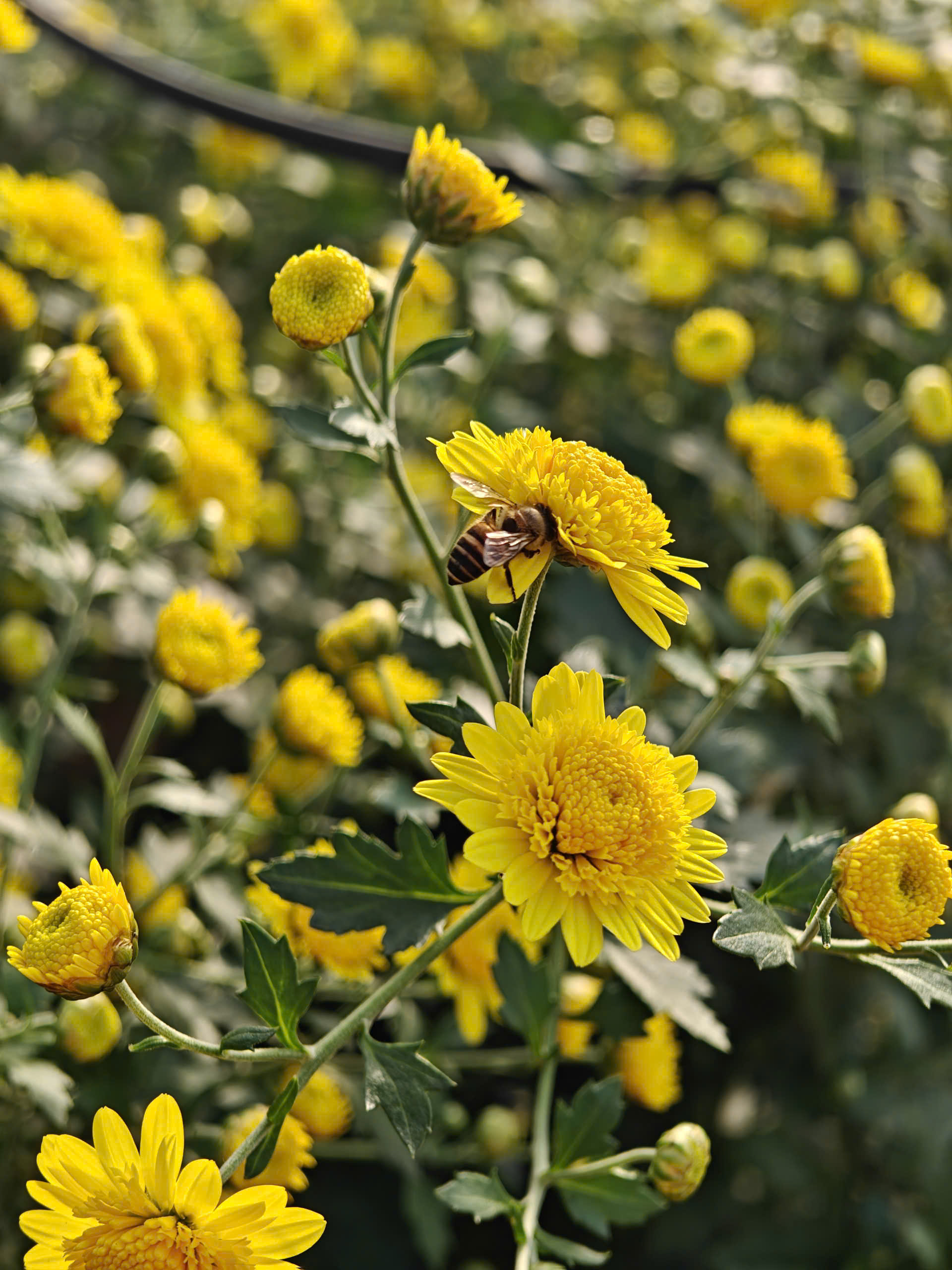 Tự làm trà hoa cúc "biếu cả họ" từ vườn trên sân thượng- Ảnh 1. Tự làm trà hoa cúc "biếu cả họ" từ vườn trên sân thượng- Ảnh 1.