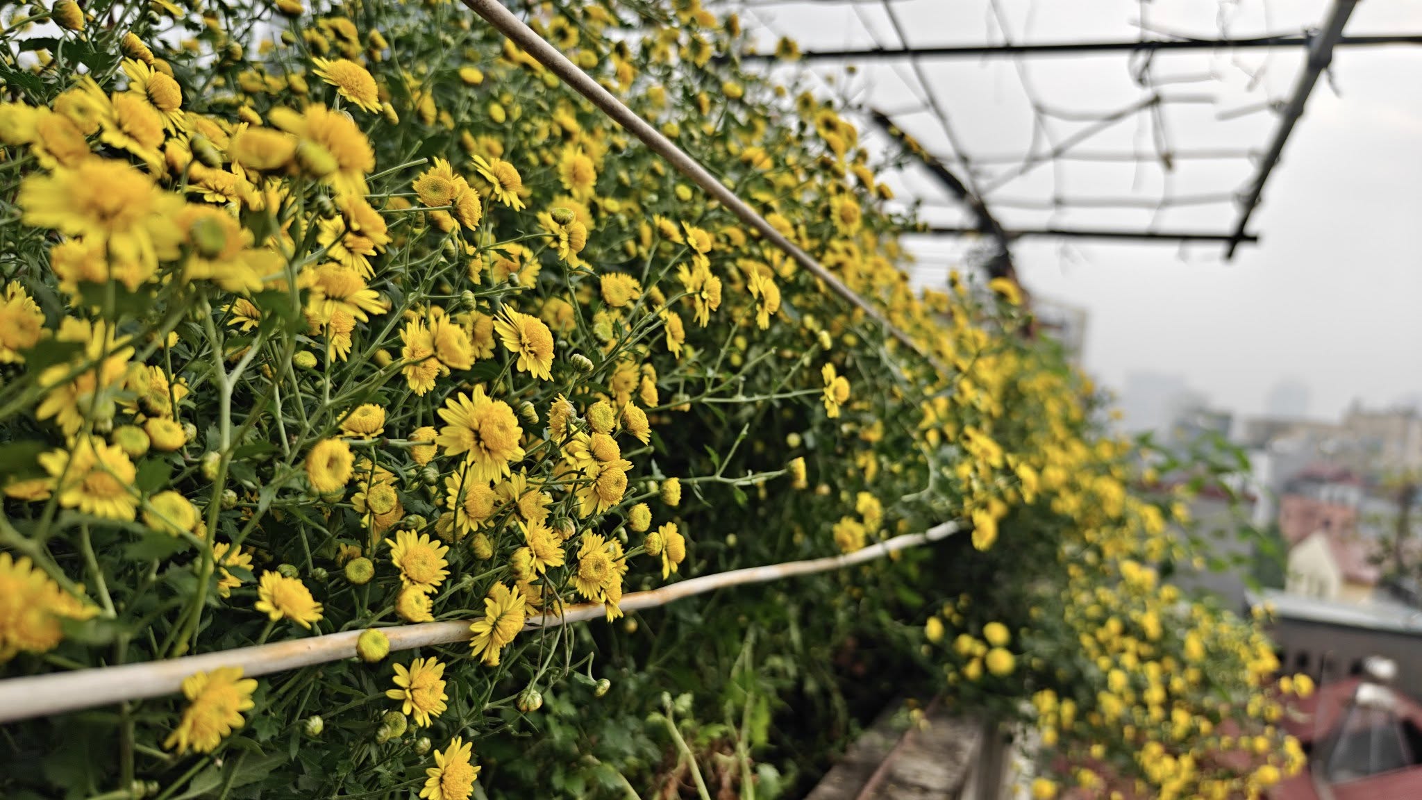 Tự làm trà hoa cúc "biếu cả họ" từ vườn trên sân thượng- Ảnh 2. Tự làm trà hoa cúc "biếu cả họ" từ vườn trên sân thượng- Ảnh 2.