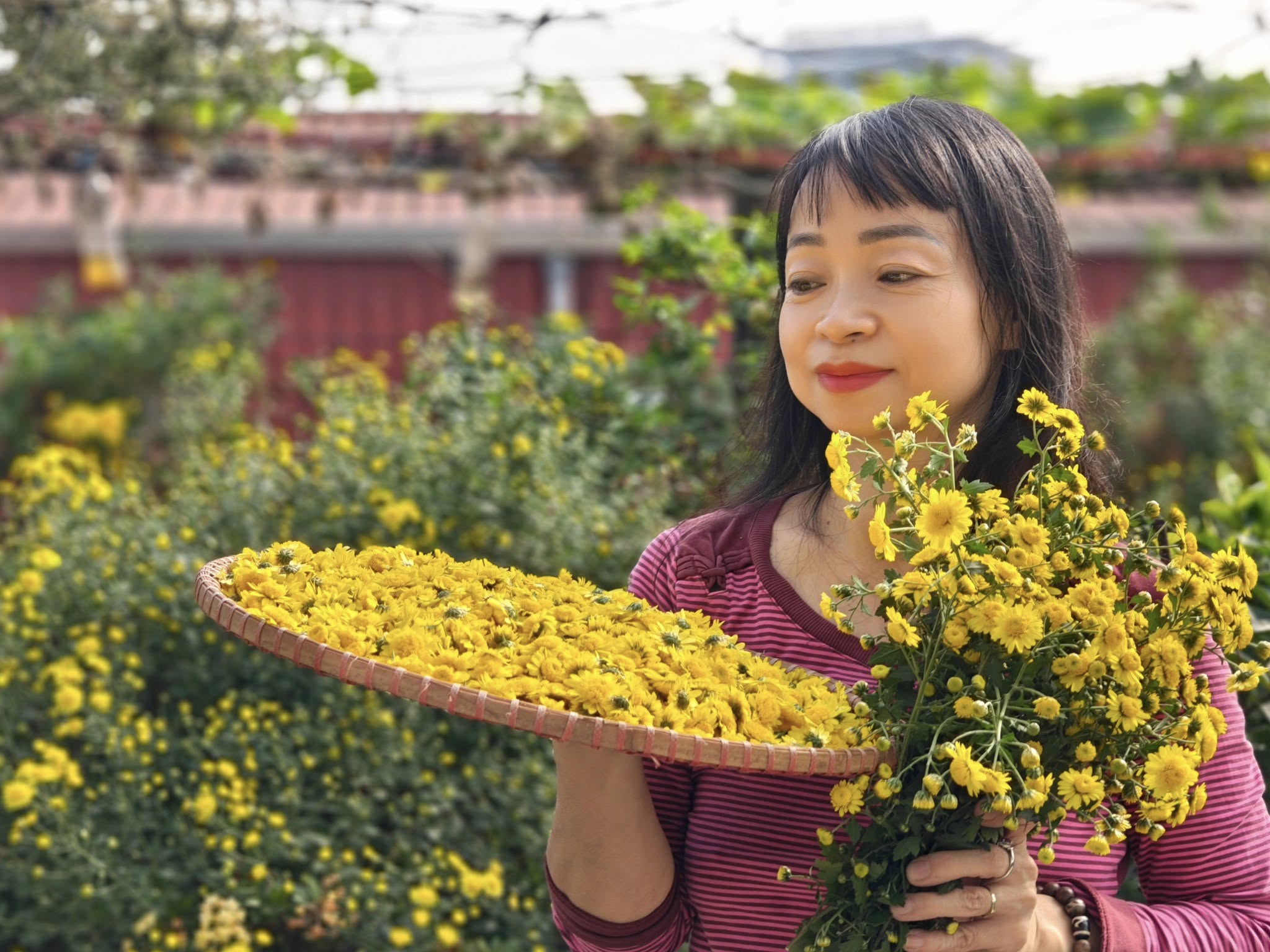 Tự làm trà hoa cúc "biếu cả họ" từ vườn trên sân thượng- Ảnh 6. Tự làm trà hoa cúc "biếu cả họ" từ vườn trên sân thượng- Ảnh 6.