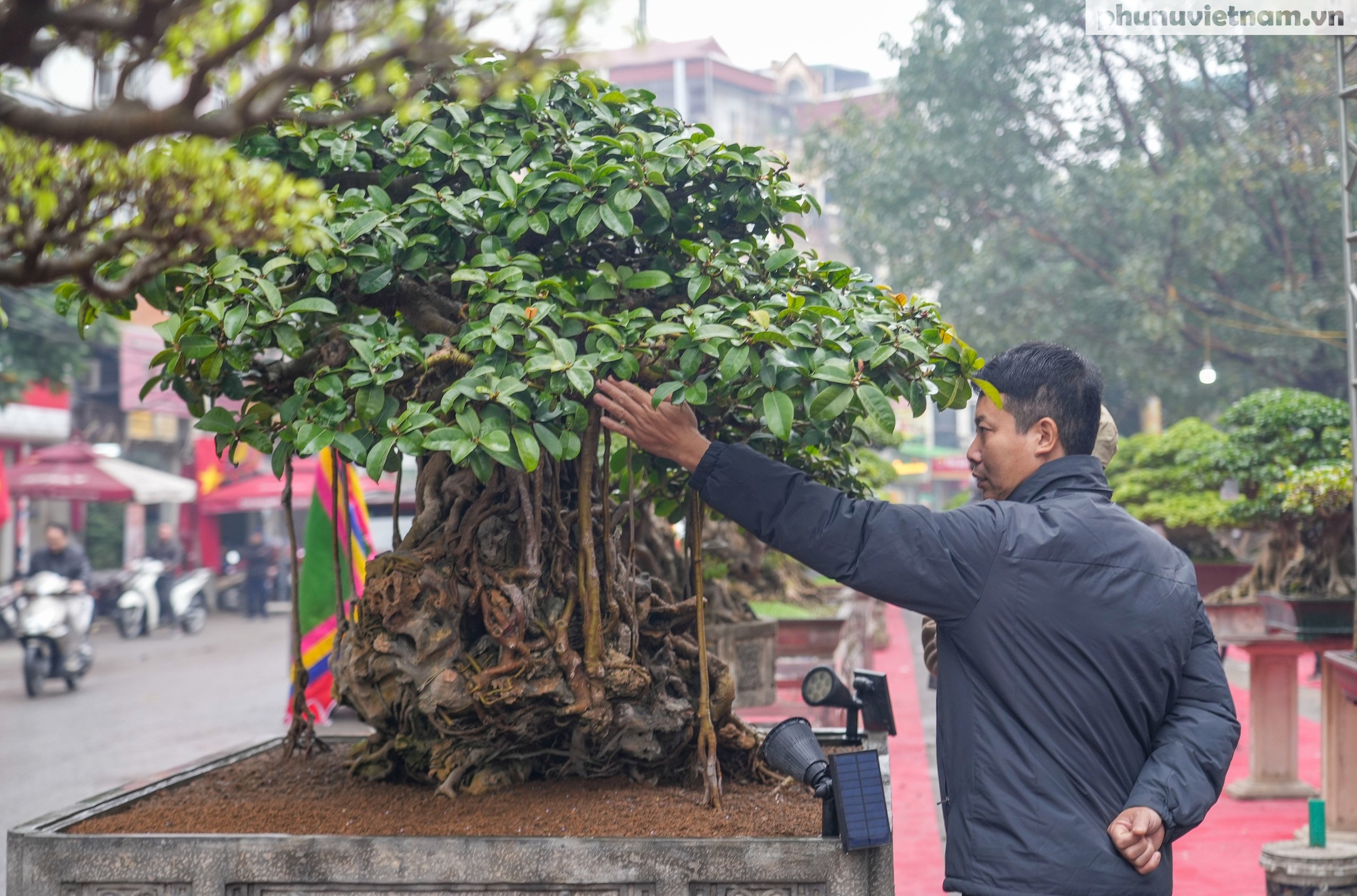 Chiêm ngưỡng 200 cây cảnh độc đáo của làng cổ Hà Nội, có cây giá lên đến cả tỷ đồng- Ảnh 20.