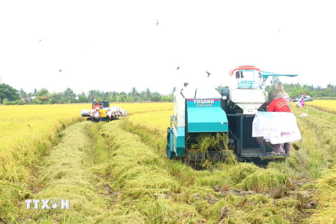 Thủ tướng yêu cầu nâng cao năng lực cạnh tranh, làm lành mạnh thị trường lúa gạo- Ảnh 1.