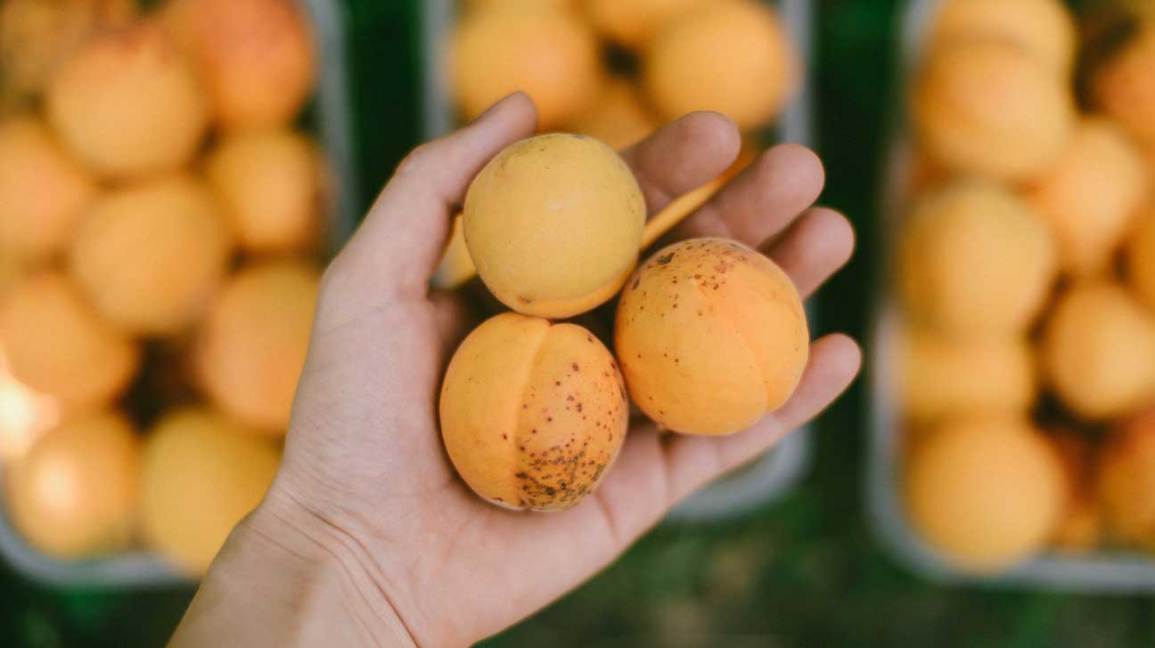 Mơ vào mùa, đừng bỏ lỡ các tác dụng tuyệt vời của quả mơ đối với sức khỏe- Ảnh 3. Mơ vào mùa, đừng bỏ lỡ các tác dụng tuyệt vời của quả mơ đối với sức khỏe- Ảnh 3.