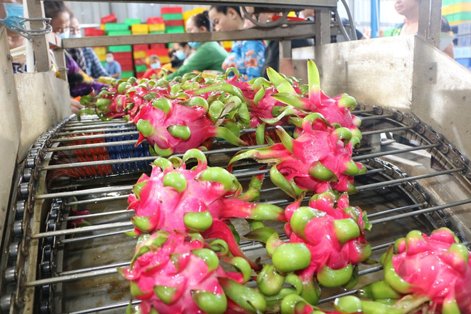 Kiều bào - cầu nối quan trọng để đưa hàng Việt Nam ra thế giới- Ảnh 2. Kiều bào - cầu nối quan trọng để đưa hàng Việt Nam ra thế giới- Ảnh 2.