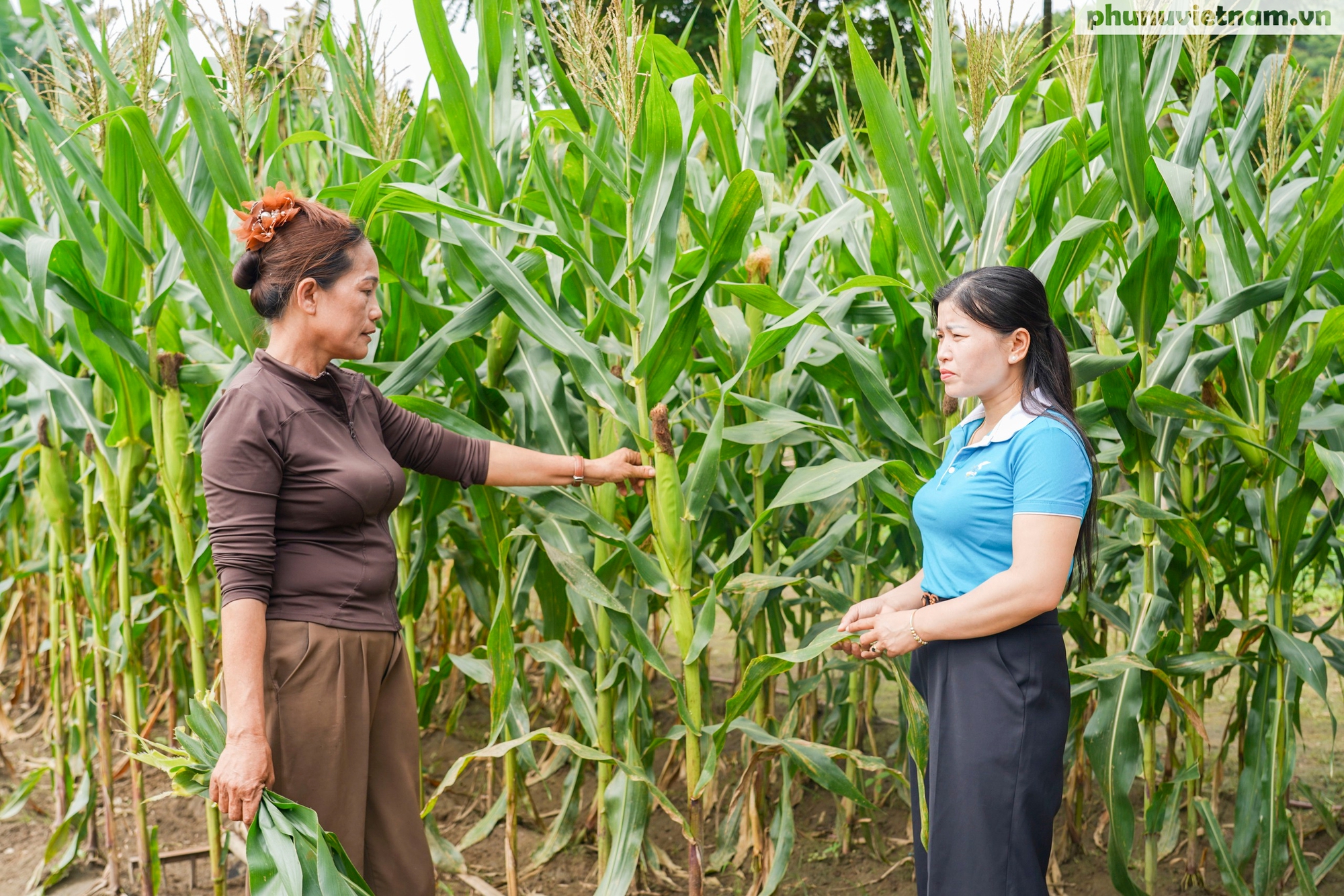 Tín dụng vi mô - Chìa khóa mở cửa sinh kế cho phụ nữ nghèo và đồng bào dân tộc thiểu số- Ảnh 3. Tín dụng vi mô - Chìa khóa mở cửa sinh kế cho phụ nữ nghèo và đồng bào dân tộc thiểu số- Ảnh 3.