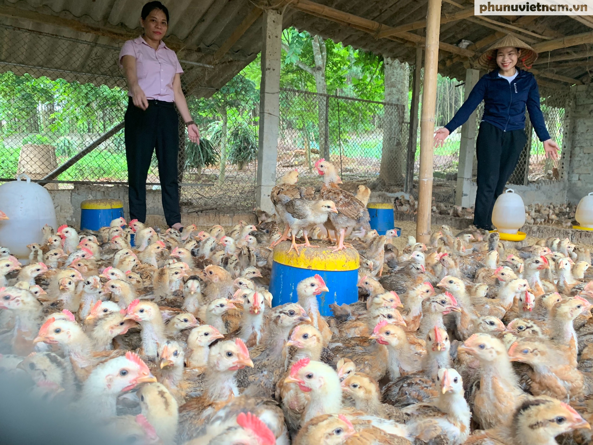 Tín dụng vi mô - Chìa khóa mở cửa sinh kế cho phụ nữ nghèo và đồng bào dân tộc thiểu số- Ảnh 7. Tín dụng vi mô - Chìa khóa mở cửa sinh kế cho phụ nữ nghèo và đồng bào dân tộc thiểu số- Ảnh 7.