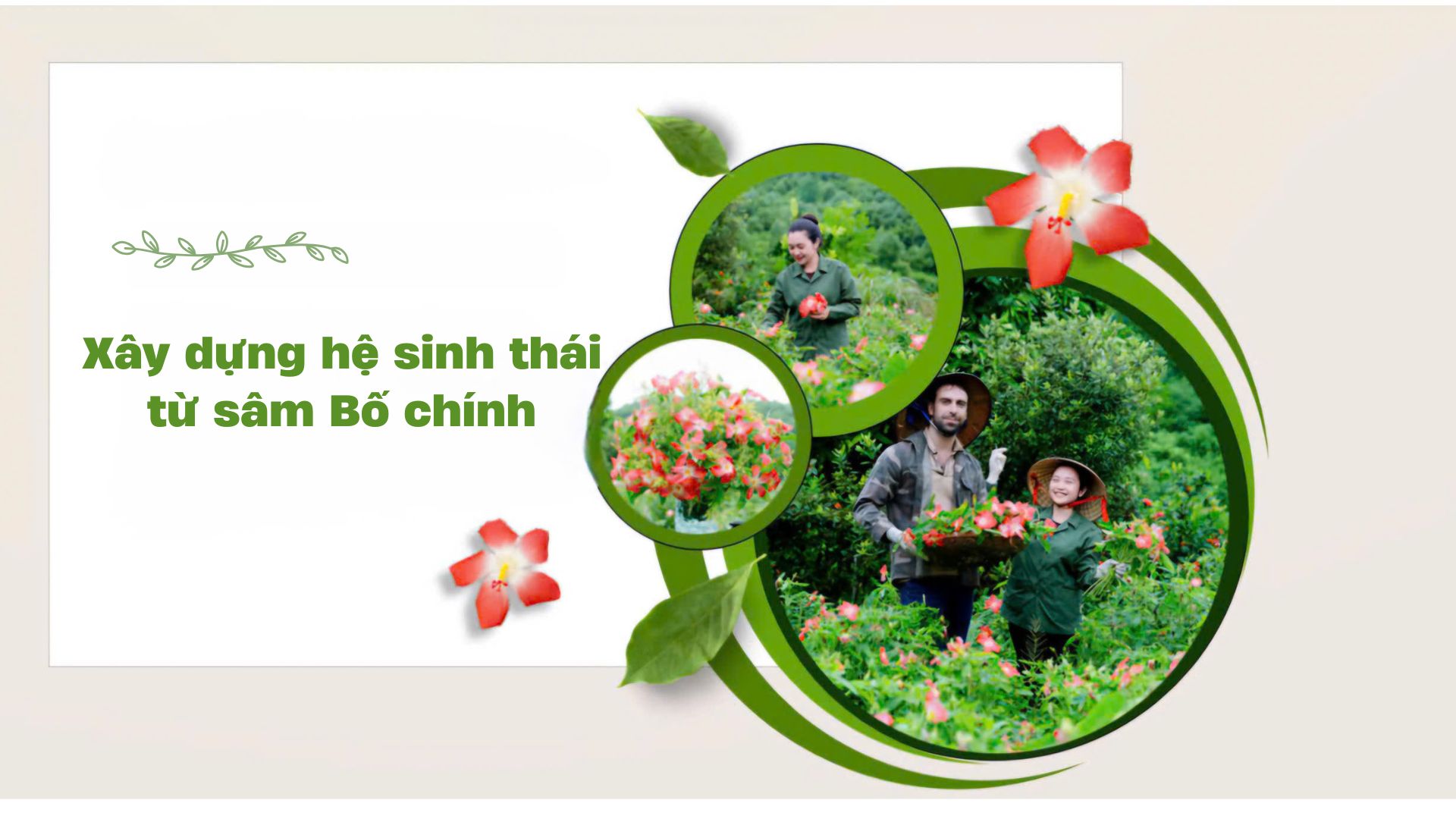 Xây dựng hệ sinh thái từ sâm Bố chính 
