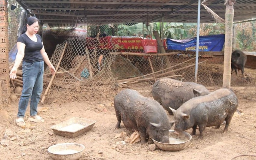 ダクラク省クロンボン:起業支援のおかげでメンバーは経済的に自立しています - 写真 2。 Krông Bông, Đắk Lắk: Hội viên tự chủ kinh tế nhờ được hỗ trợ khởi nghiệp- Ảnh 2.