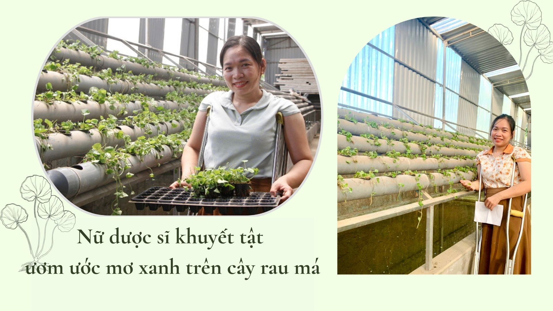 Nữ dược sĩ khuyết tật ươm ước mơ xanh trên cây rau má