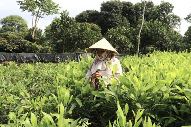 Nhiều gia đình trồng rừng ở Lạng Sơn gặp khó vì thiếu cây keo giống - Ảnh 1. Nhiều gia đình trồng rừng ở Lạng Sơn gặp khó vì thiếu cây keo giống - Ảnh 1.