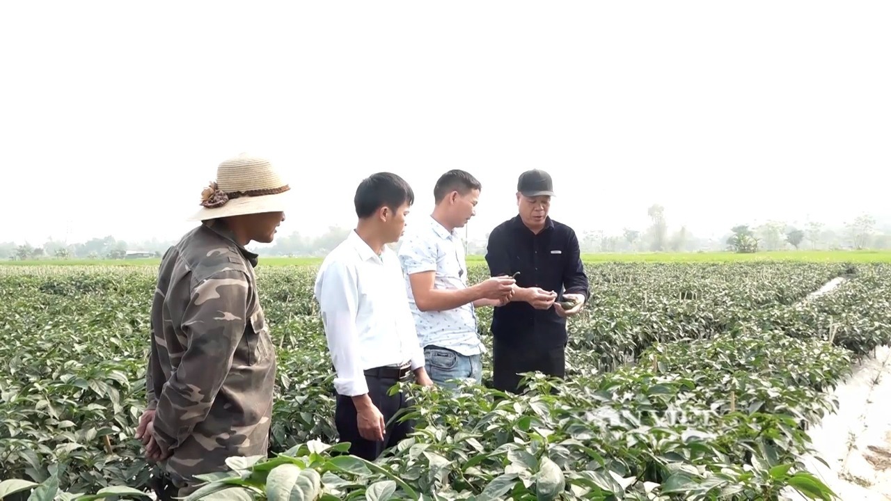 Lao Cai៖ វិបុលភាពសេដ្ឋកិច្ចដោយសារការរៀបចំរចនាសម្ព័ន្ធដំណាំឡើងវិញនៅវួដ Nghia Lo - រូបថត ២. Lào Cai: Kinh tế khởi sắc nhờ chuyển đổi cơ cấu cây trồng ở phường Nghĩa Lộ- Ảnh 2.