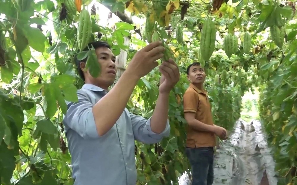 Lao Cai៖ វិបុលភាពសេដ្ឋកិច្ចដោយសារការរៀបចំរចនាសម្ព័ន្ធដំណាំឡើងវិញនៅវួដ Nghia Lo - រូបថត ១. Lào Cai: Kinh tế khởi sắc nhờ chuyển đổi cơ cấu cây trồng ở phường Nghĩa Lộ- Ảnh 1.