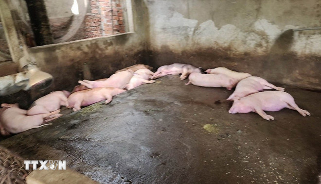 Thủ tướng chỉ đạo triển khai quyết liệt phòng chống dịch tả lợn châu Phi- Ảnh 1. Thủ tướng chỉ đạo triển khai quyết liệt phòng chống dịch tả lợn châu Phi- Ảnh 1.