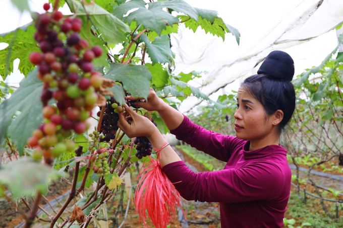 Đưa ứng dụng công nghệ cao vào sản xuất nông nghiệp- Ảnh 1. Đưa ứng dụng công nghệ cao vào sản xuất nông nghiệp- Ảnh 1.
