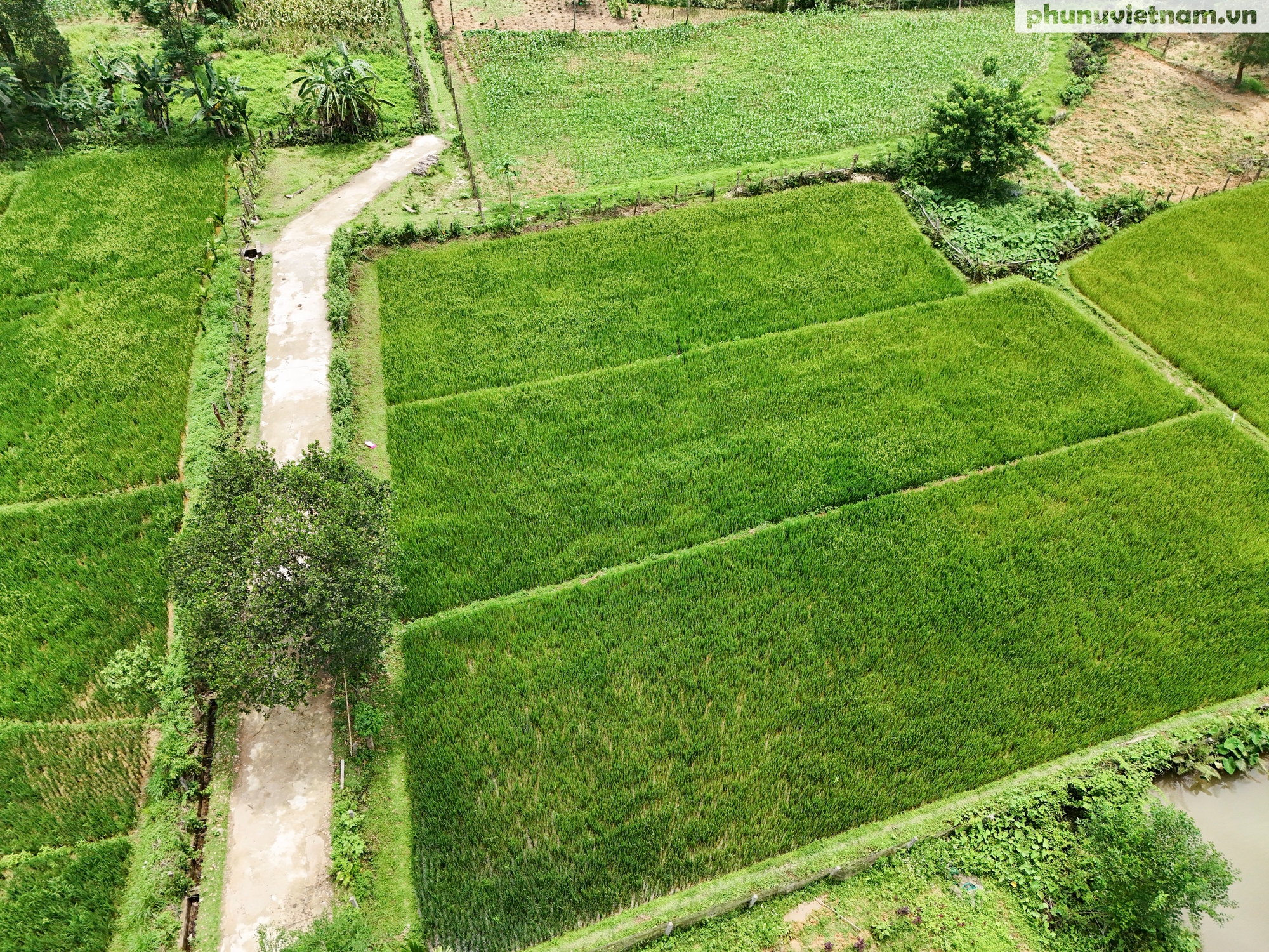 Dự án 8 góp phần thay đổi bản Chứt bên núi Giăng Màn- Ảnh 3.