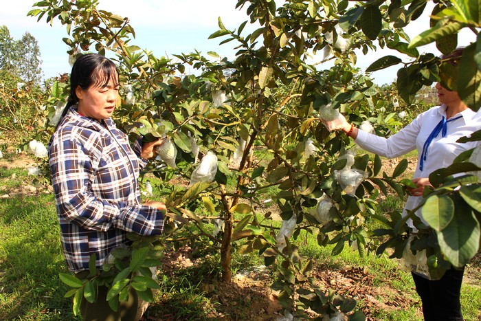 Quảng Ninh hỗ trợ hội viên, phụ nữ giảm nghèo gắn với xây dựng nông thôn mới- Ảnh 2. Quảng Ninh hỗ trợ hội viên, phụ nữ giảm nghèo gắn với xây dựng nông thôn mới- Ảnh 2.