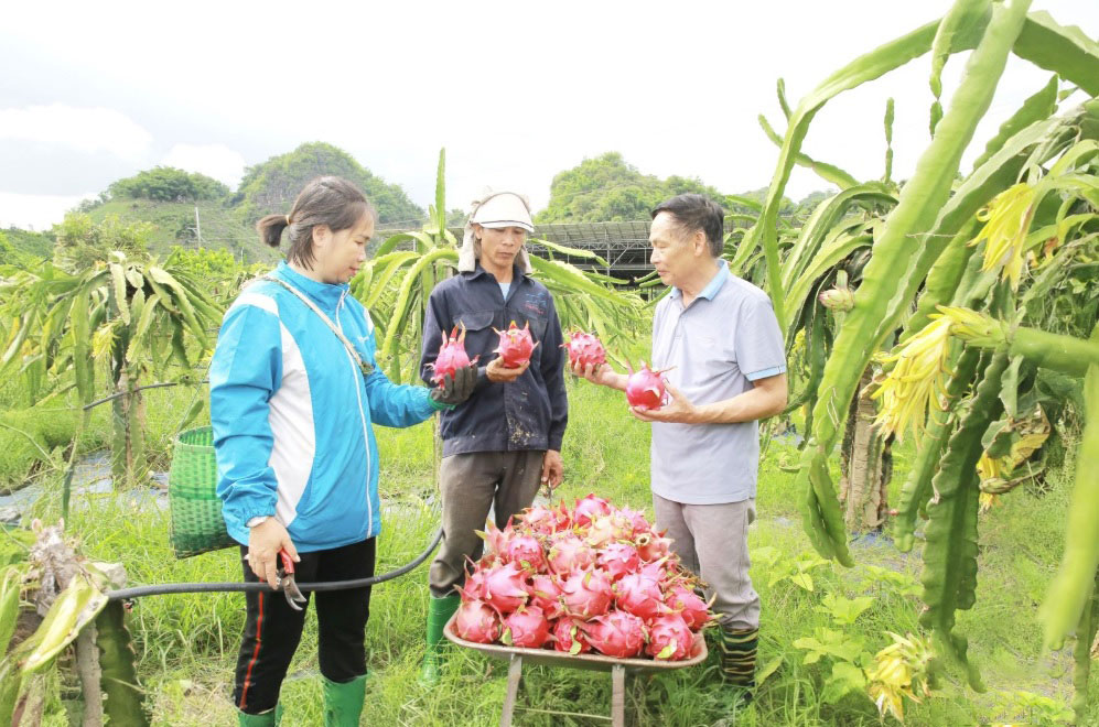 डिजिटल परिवर्तन - स्थानीय कृषि उत्पादों को उन्नत करने की  Chuyển đổi số -